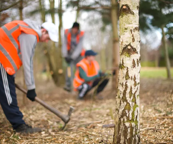 Community service clearing a wood